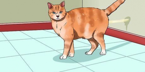 Evitando que seu gato faça xixi em casa