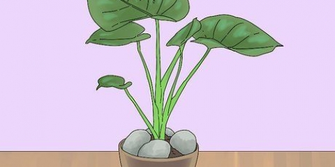 Impedindo seu gato de cavar suas plantas de casa