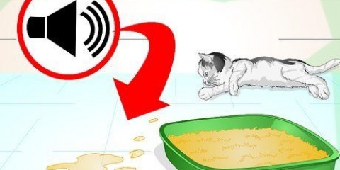Impedindo que seu gato urine em lugares onde não é permitido