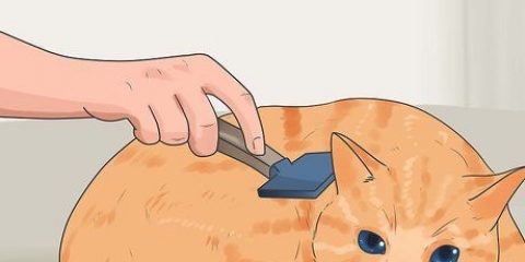 Evitando a queda de pelos dos gatos