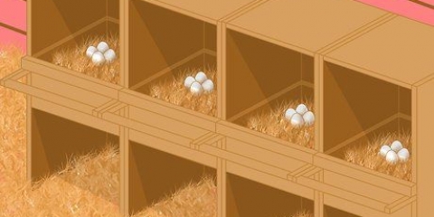 Impedir que as galinhas comam seus próprios ovos