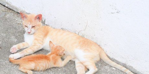 Impedindo que ratos entrem em sua casa