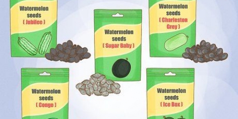 Cultivo de melancias