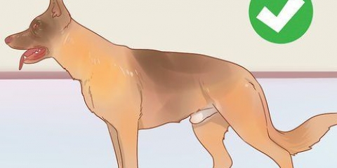 Saber se um macho é fértil