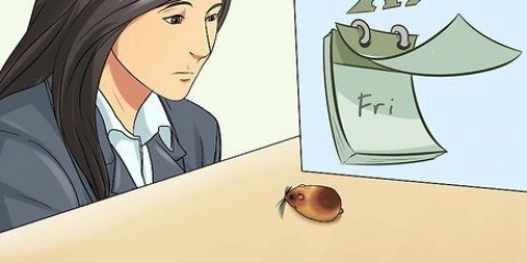 Saber se seu hamster está morrendo