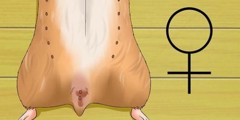 Saber se a sua hamster está grávida