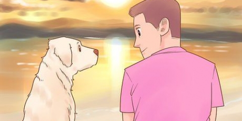 Saiba se seu cão gosta mais de você