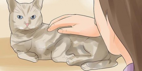 Saber se seu gato está morrendo
