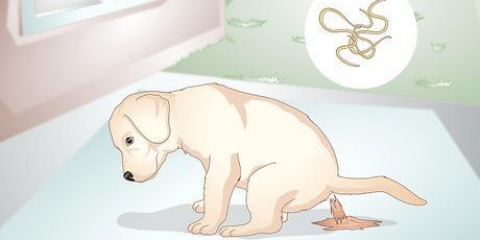 Saber se o seu cachorro tem vermes