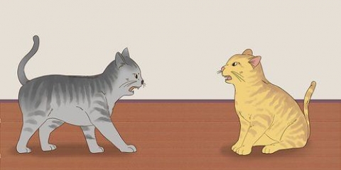 Saber se os gatos estão brincando ou brigando