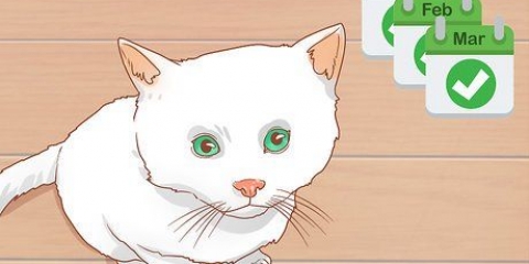 Saber quando um gatinho tem idade suficiente para ser castrado ou esterilizado