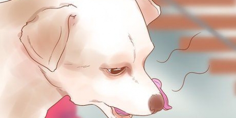 Saiba quando seu cão está doente
