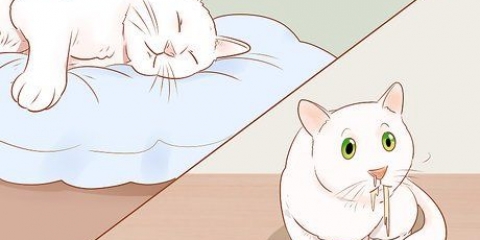 Saber quando seu gato está doente