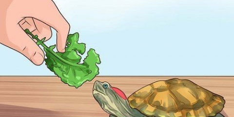 Saber o que alimentar uma tartaruga