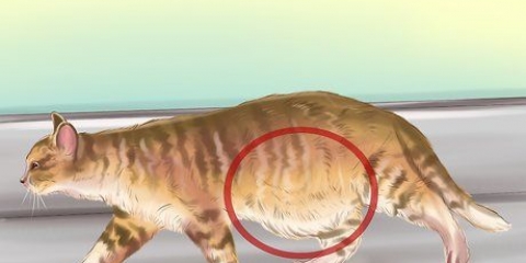 Diagnosticando vermes em um gato