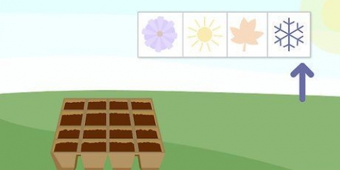 Plantando sementes em uma bandeja de sementes simples