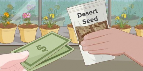 Plantando sementes de rosa do deserto
