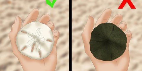 Limpando e preservando dólares de areia