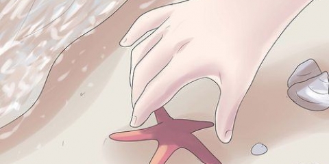 Mantenha a estrela do mar como decoração