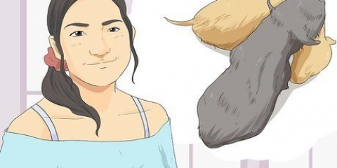 Veja se um cachorro é menino ou menina
