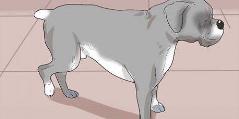 Veja se um cão está com dor