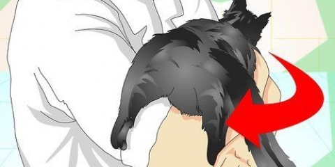 Veja se um gato foi castrado