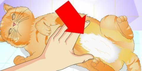 Veja se um gato foi esterilizado
