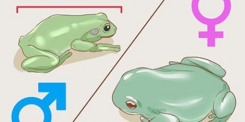 Veja se o seu sapo é macho ou fêmea