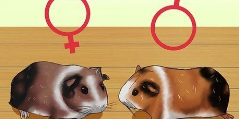 Veja se sua cobaia está grávida