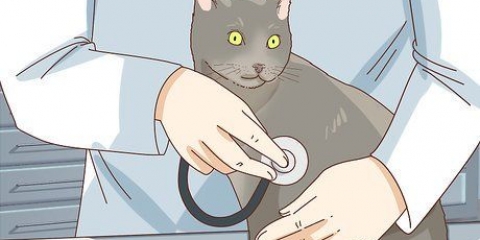 Veja se o seu gato está deprimido