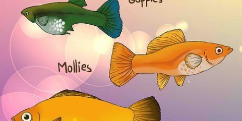 Veja se o seu peixe está grávida