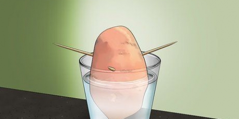 Cultivo de batata doce