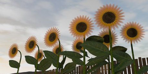 Colhendo sementes de girassol