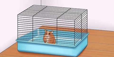 Faça seu hamster confiar em você