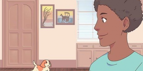 Fazendo um gato e um cachorro se tolerarem