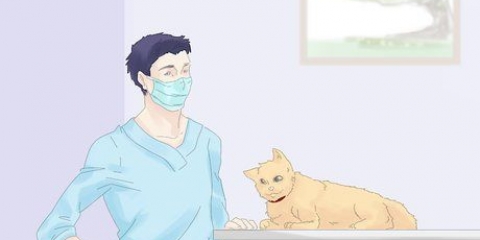 Impedindo que um gato fuja durante um movimento