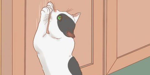 Fazer um gato parar de arranhar a porta