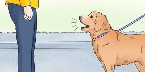 Certifique-se de que os cães não latem para as pessoas