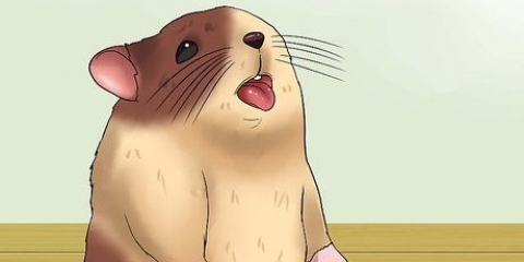 Mantendo seu hamster fresco em clima quente
