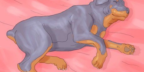 Certifique-se de que seu cão não durma mais na sua cama