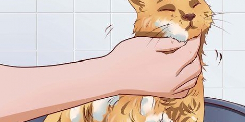 Fazendo seu gato tolerar um banho