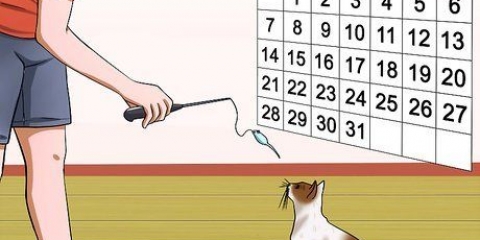 Impeça seu gato de te atacar