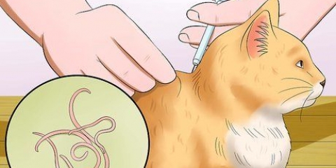 Evite que seu gato vomite
