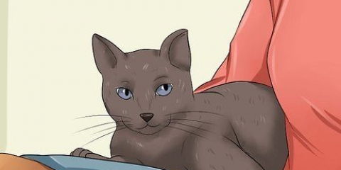 Fazendo seu gato te amar