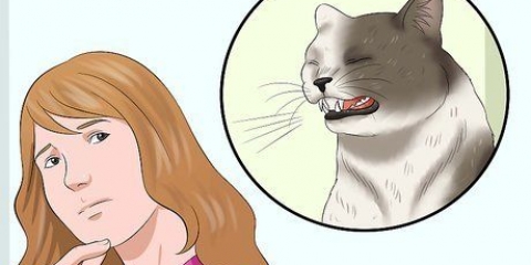 Certifique-se de que seu gato não arranca sozinho