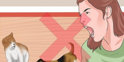 Faça seus dois cachorros pararem de brigar