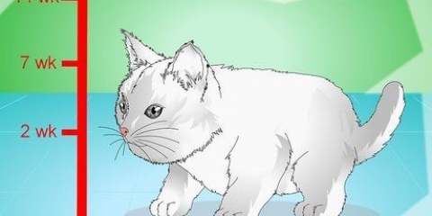 Fazendo os gatinhos pararem de miar