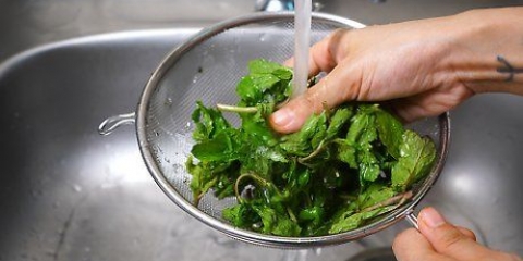 Mantendo as folhas de hortelã frescas