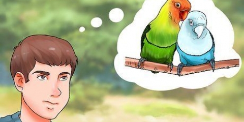 Cuidando de um periquito