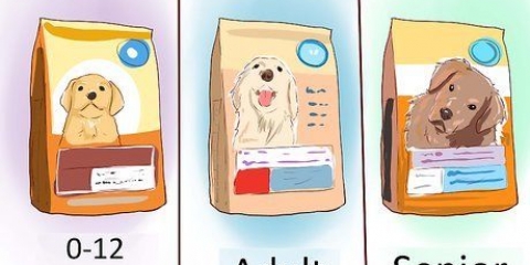 Cuidando de um poodle miniatura